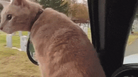 daily_gifdump_3611_08.gif