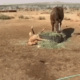 daily_gifdump_3626_06.gif