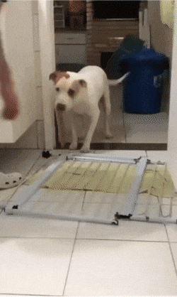 daily_gifdump_3927_52.gif