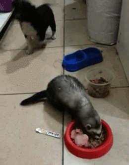 daily_gifdump_3934_52.gif