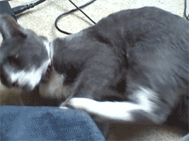 daily_gifdump_41.gif