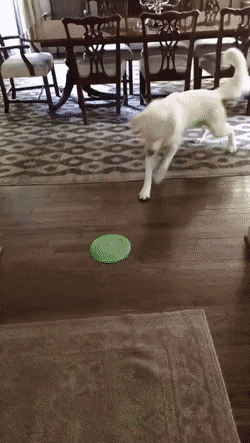 daily_gifdump_4278_18.gif