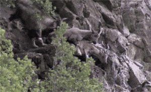 daily_gifdump_4864_24 (1).gif