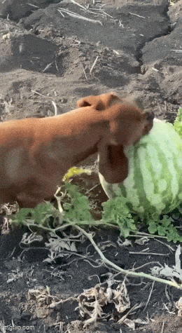 daily_gifdump_4957_44.gif