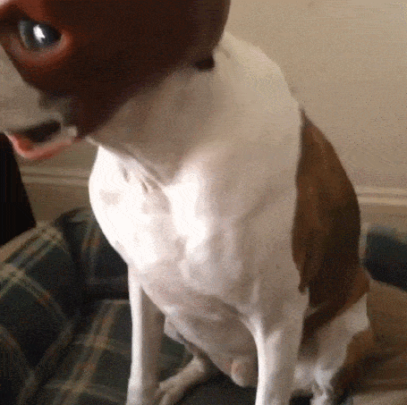daily_gifdump_4961_42.gif