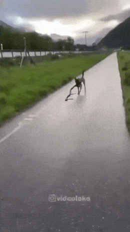 daily_gifdump_4964_26.gif