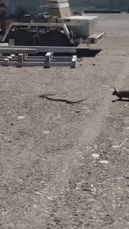 daily_gifdump_4991_16.gif