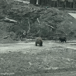 daily_gifdump_5019_36.gif
