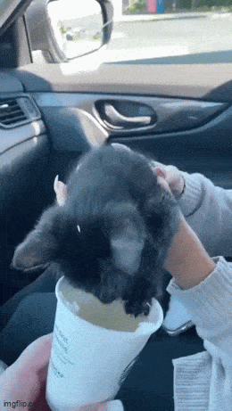 daily_gifdump_5029_19.gif