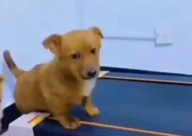 daily_gifdump_5030_51.gif