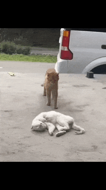 daily_gifdump_5030_59.gif