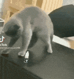 daily_gifdump_5034_20.gif
