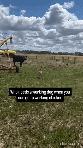 daily_gifdump_5072_11.gif