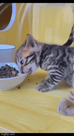 daily_gifdump_5072_38.gif