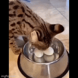 daily_gifdump_5073_16.gif
