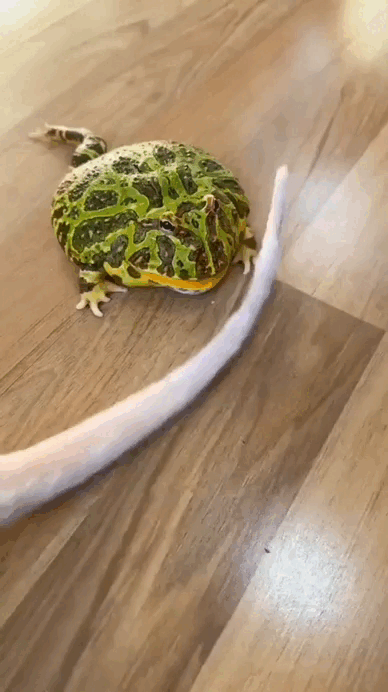daily_gifdump_5075_18.gif