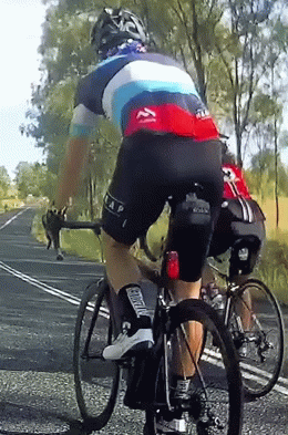 daily_gifdump_5562_60.gif