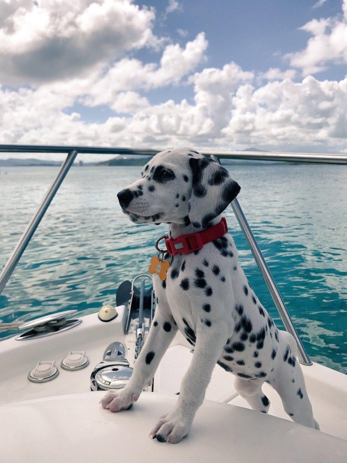 dalmation.jpeg