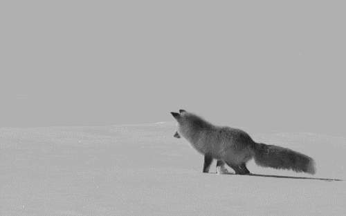 Dd1bQFR.gif