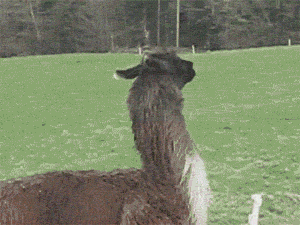 DE933644-B4CE-4161-BFD2-BED18391D7C2.gif