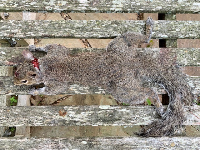 dEAD sQUIRREL.jpg