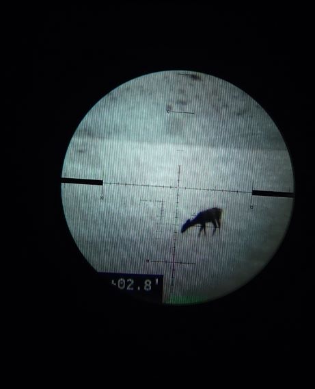 deer 12x.jpg