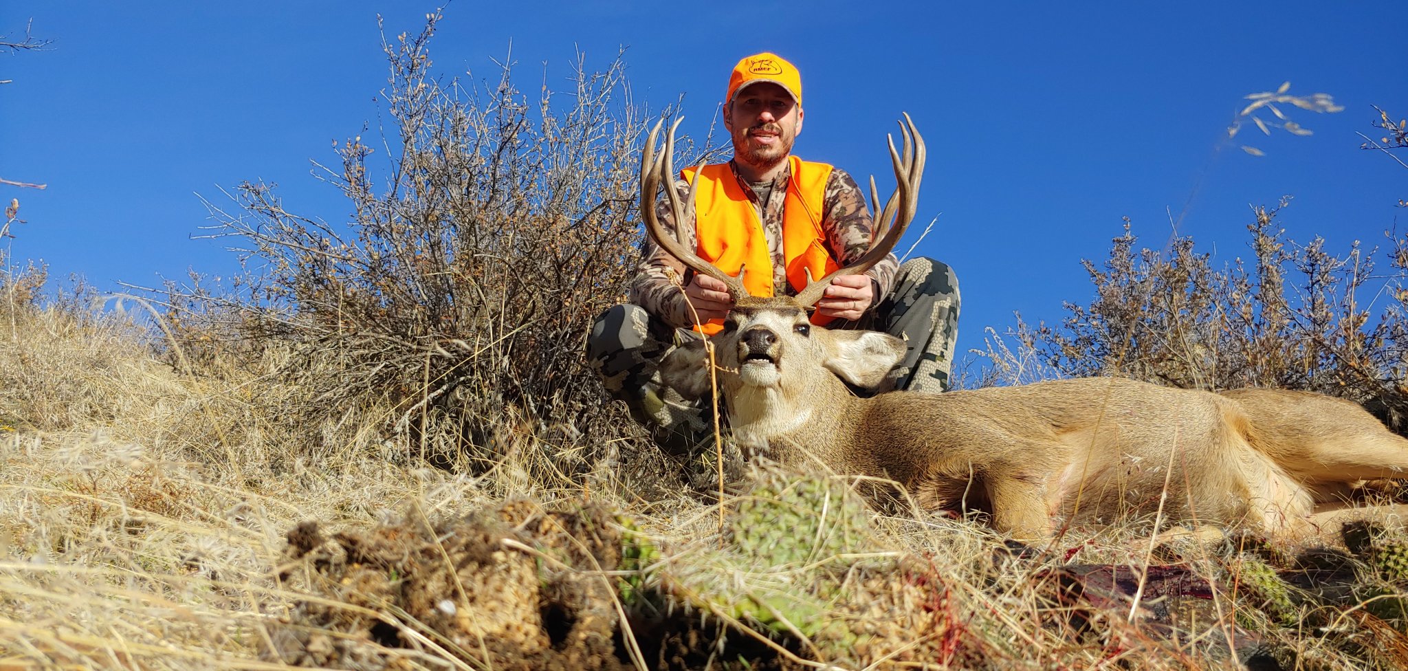 Deer 2019.jpg