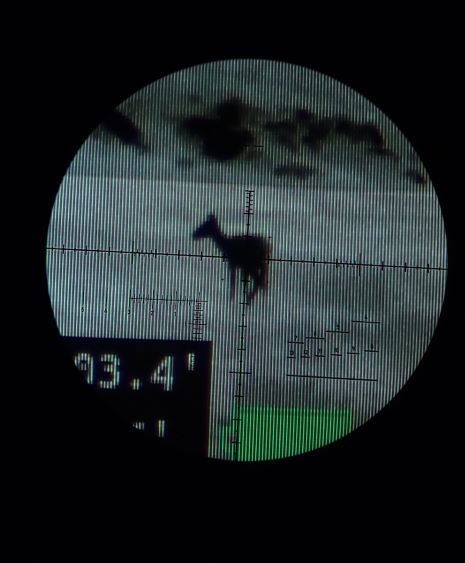 deer 20x 2.jpg