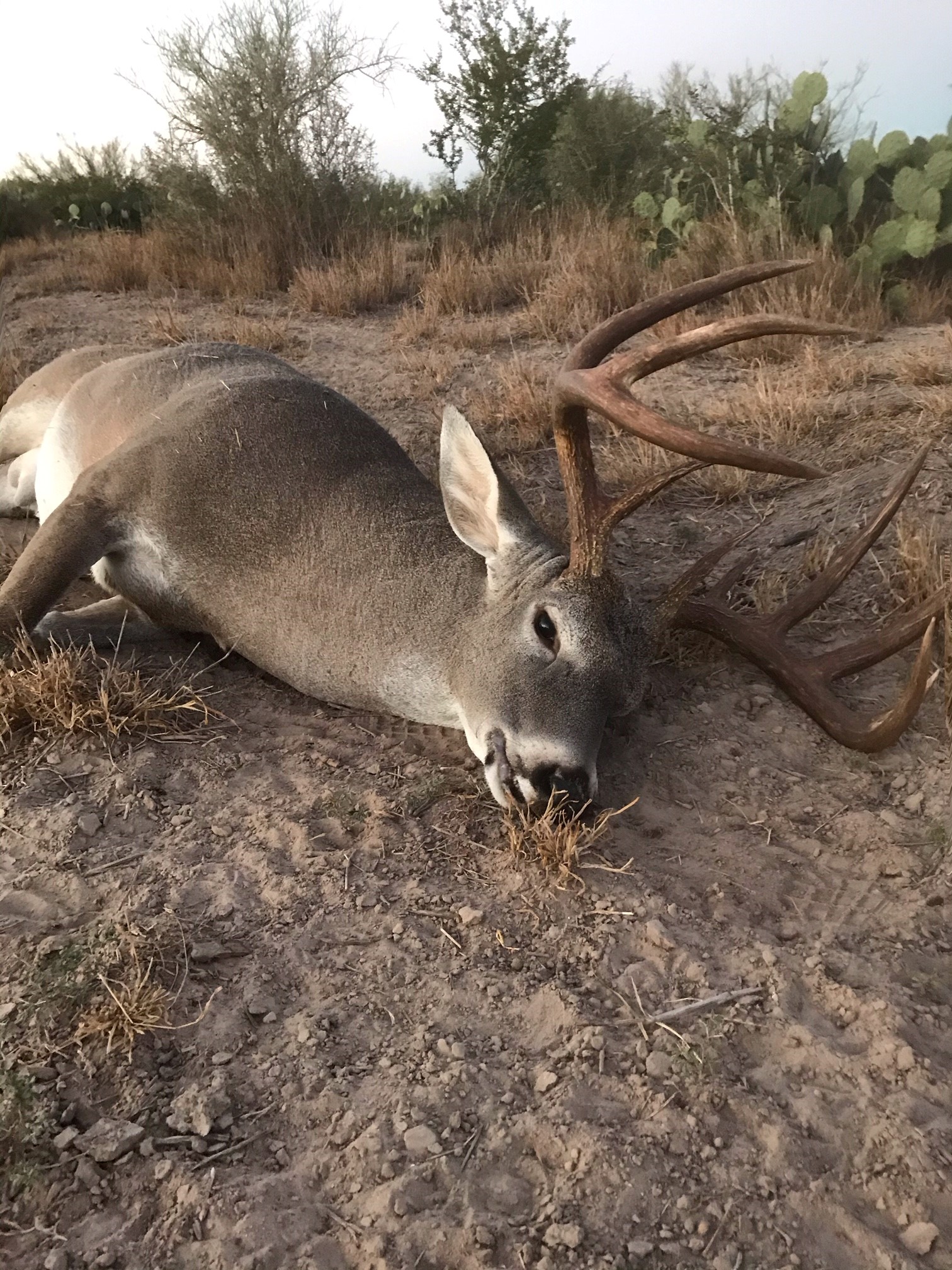 Deer down 2020.jpg