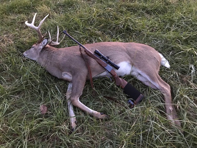 Deer I.jpg