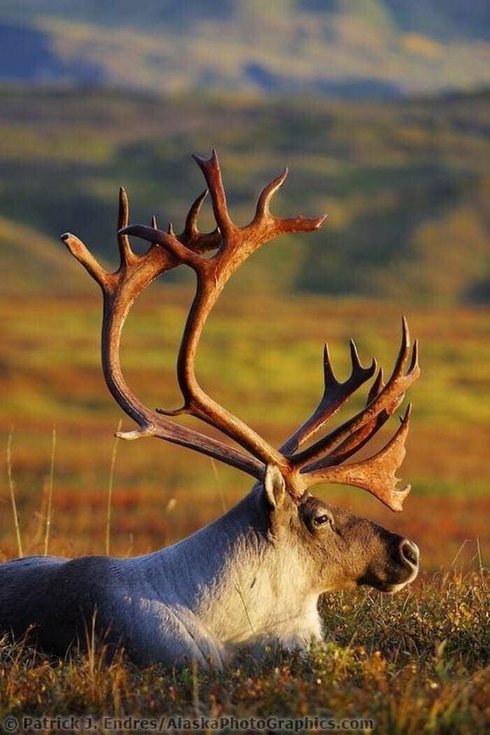 deer.jpeg