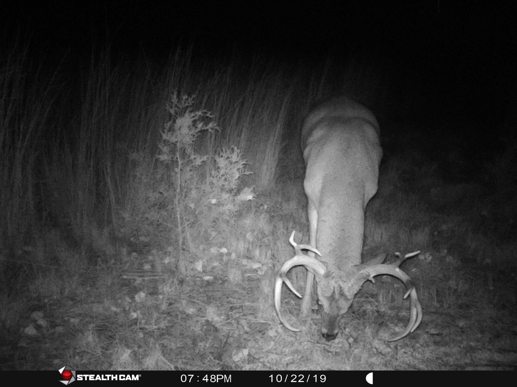 Deer.jpg