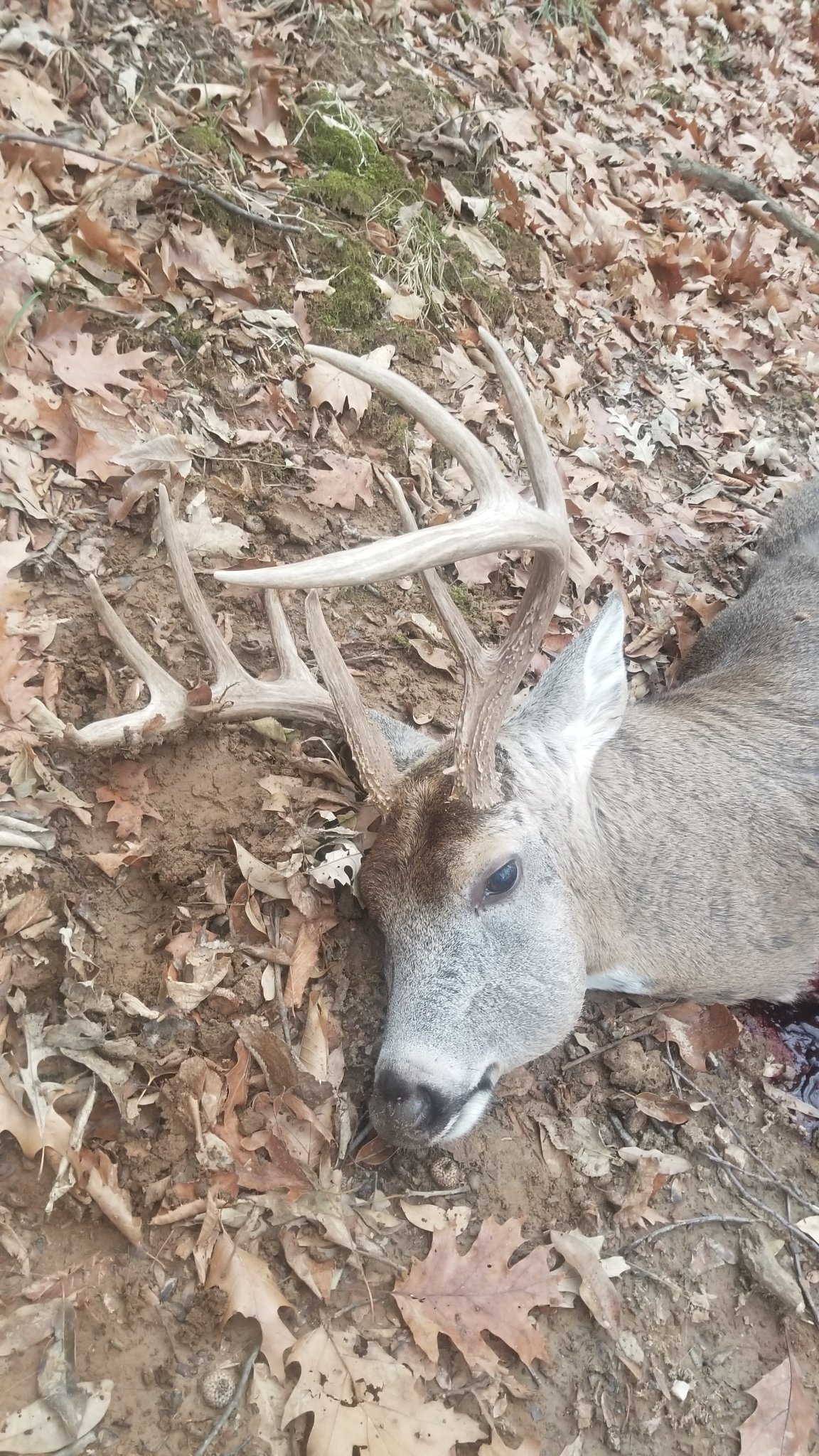 Deer.jpg