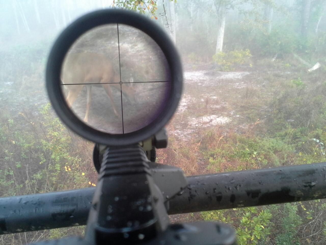 Deer mist.jpg