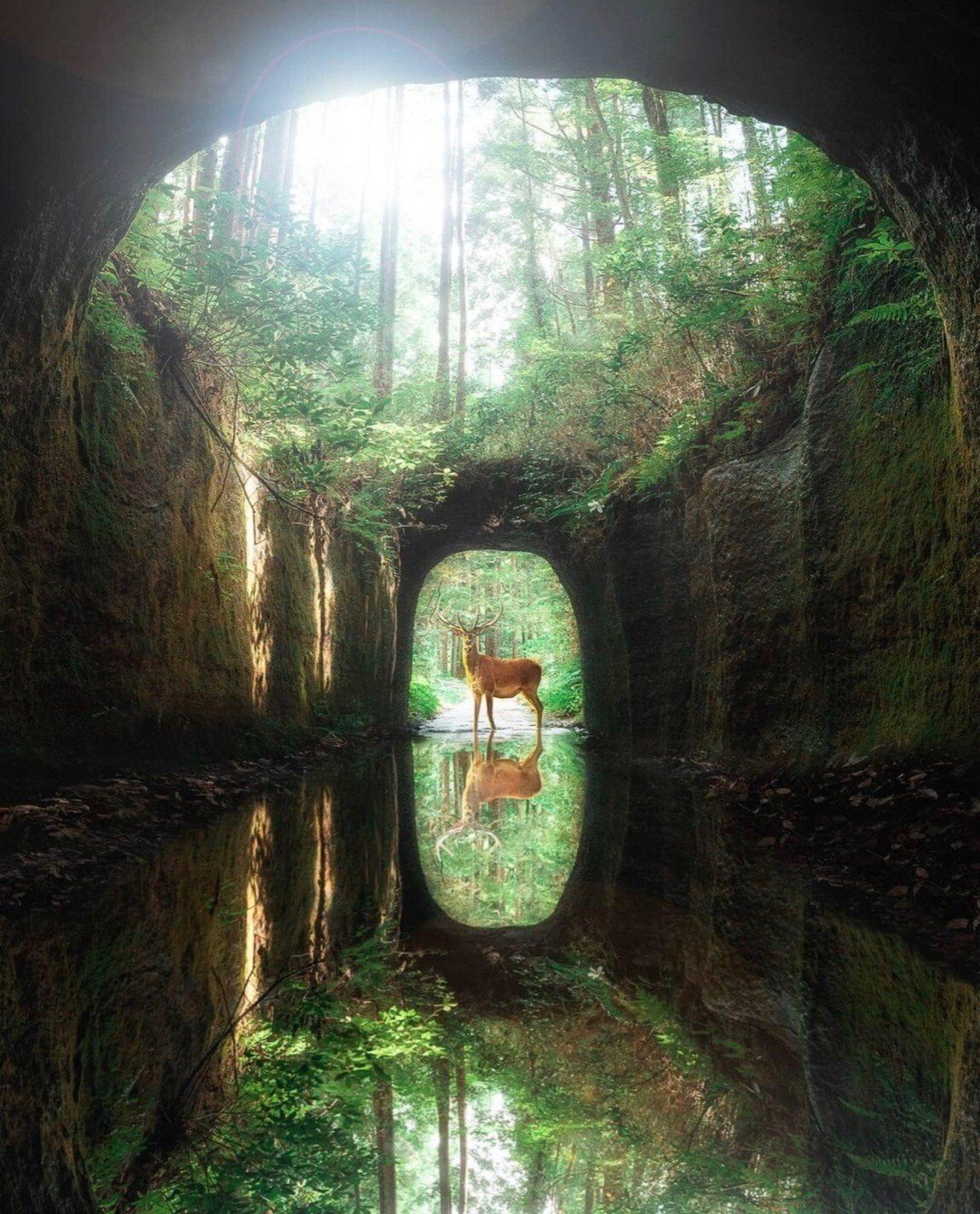 deer reflect.jpeg