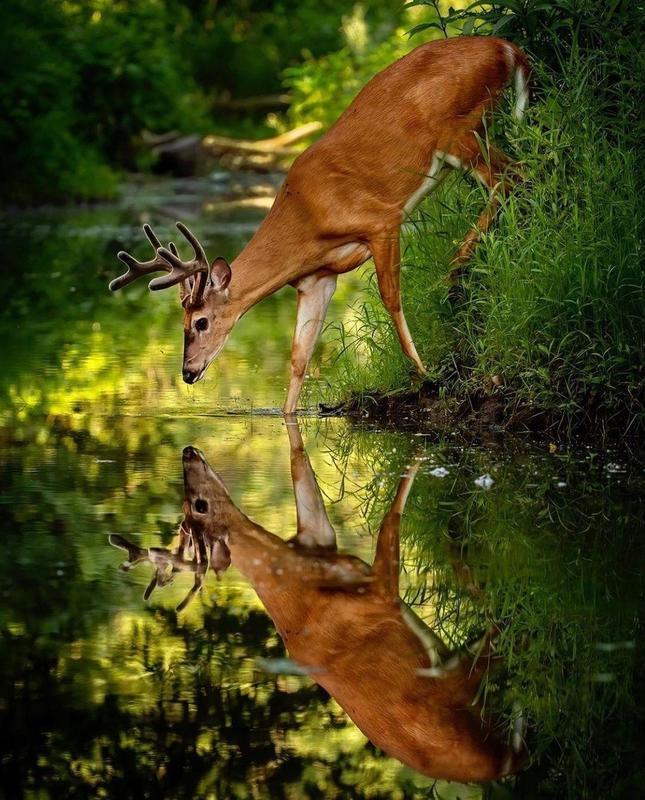 deer reflect.png