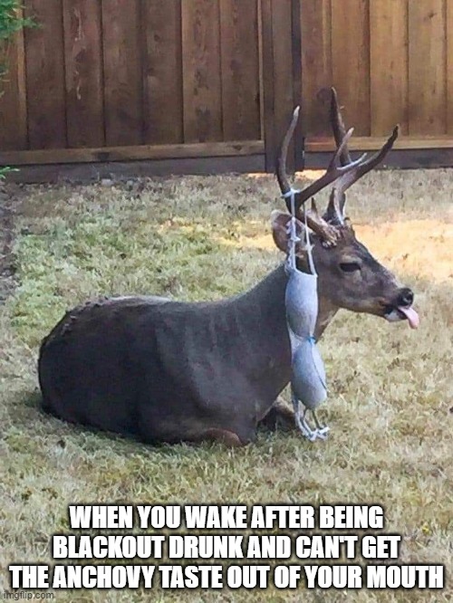 deer1.jpg