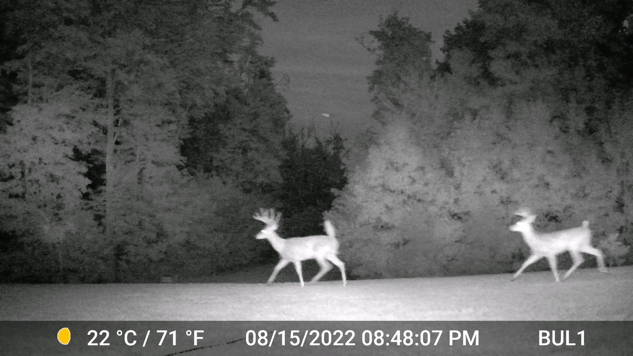 deer1.jpg