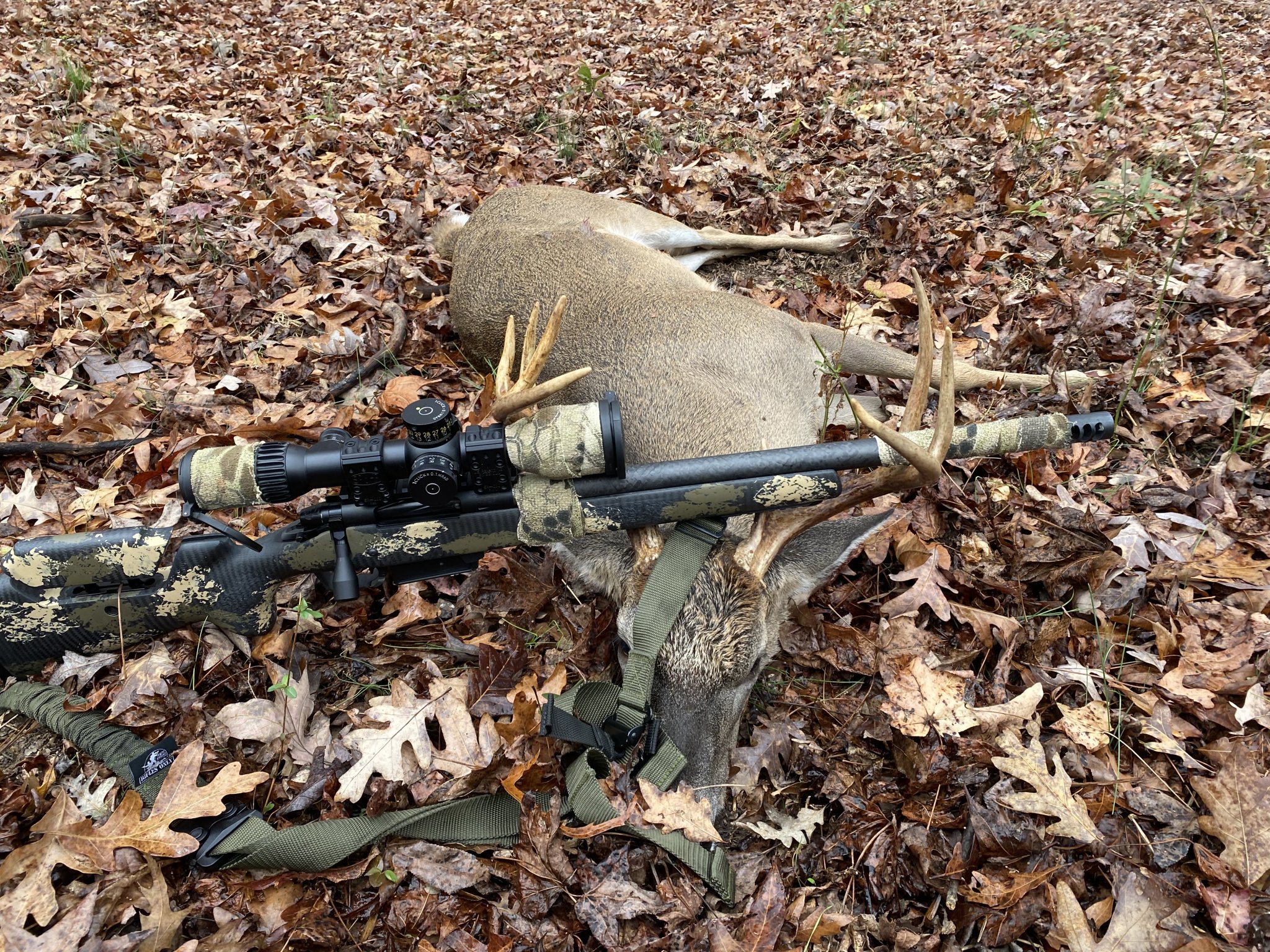 Deer1.jpg