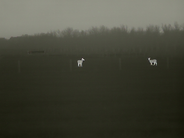 deer2.jpg