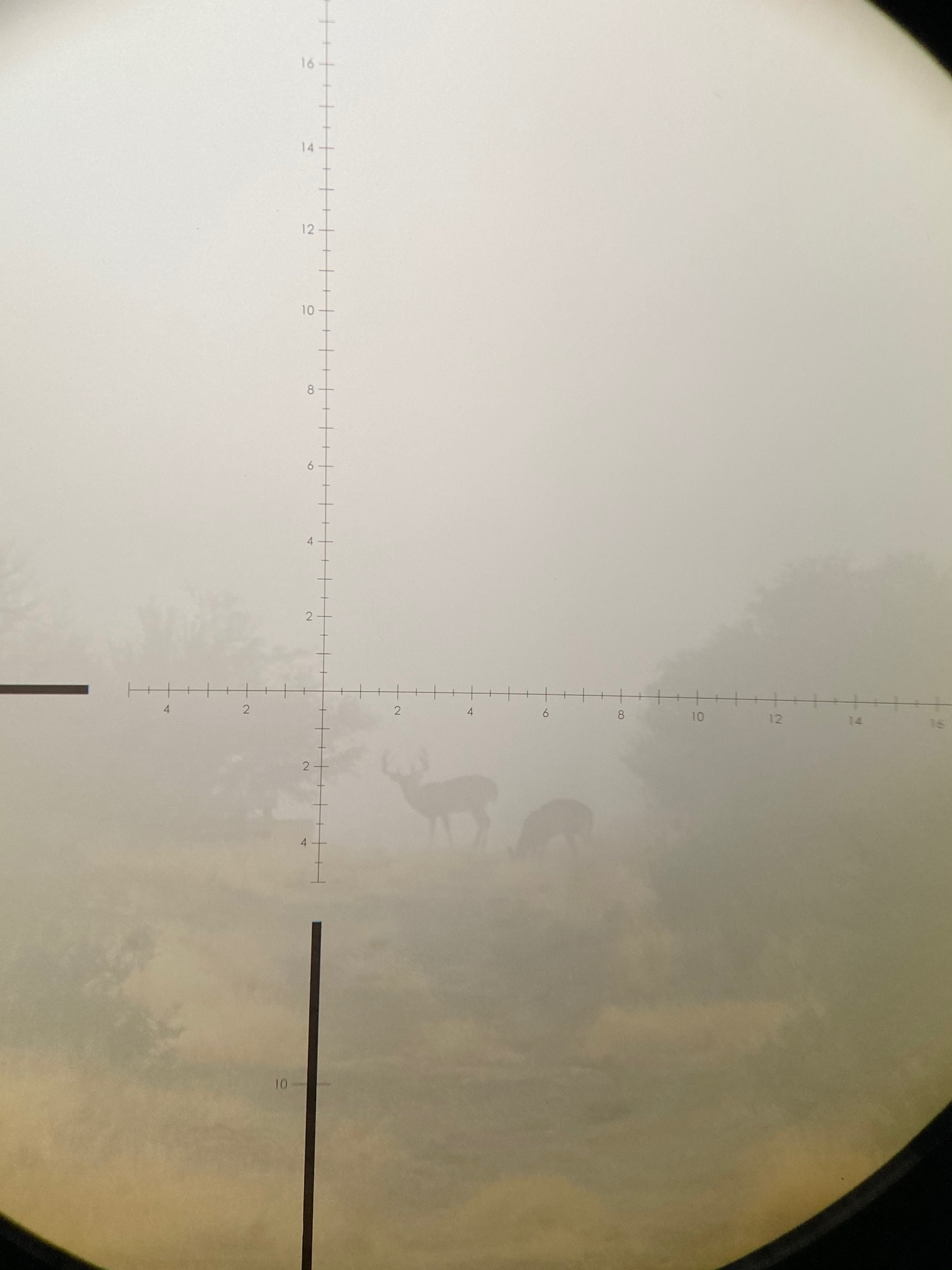 Deer2020B.jpg