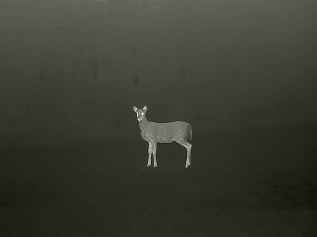 deer3.jpg