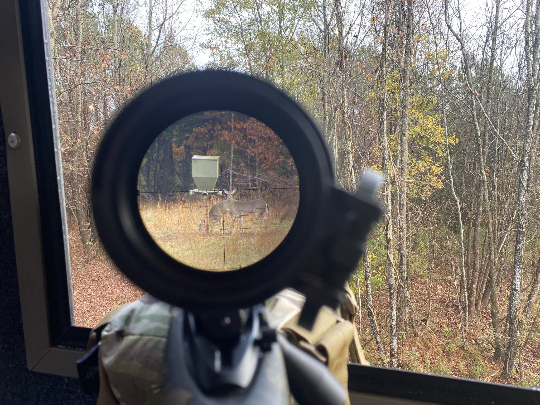 Deer3.jpg