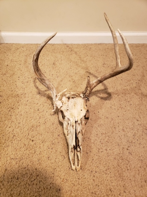 deerhead.jpg