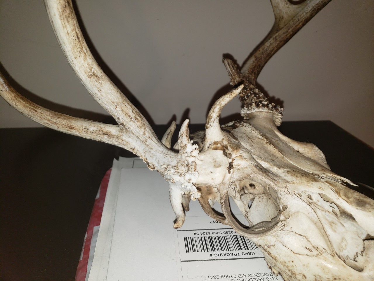 deerhead2.jpg