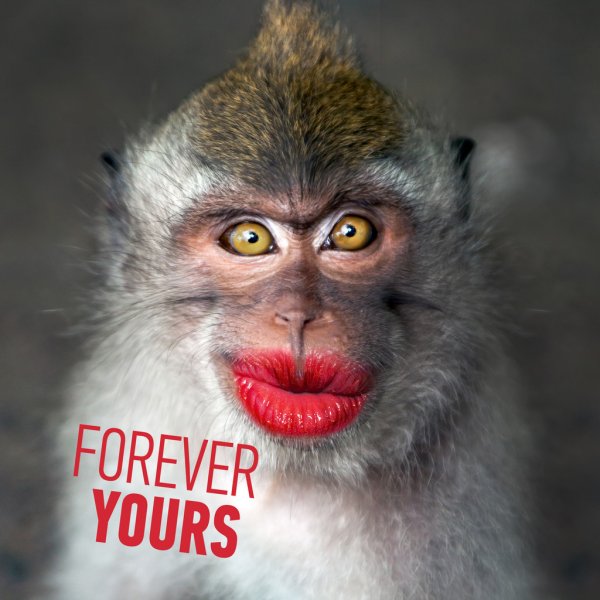 depositphotos_69190293-stock-photo-funny-monkey-with-a-red.jpg
