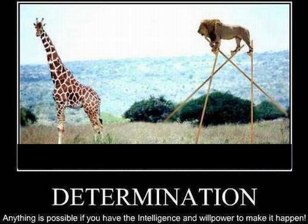 determination-memes.jpg