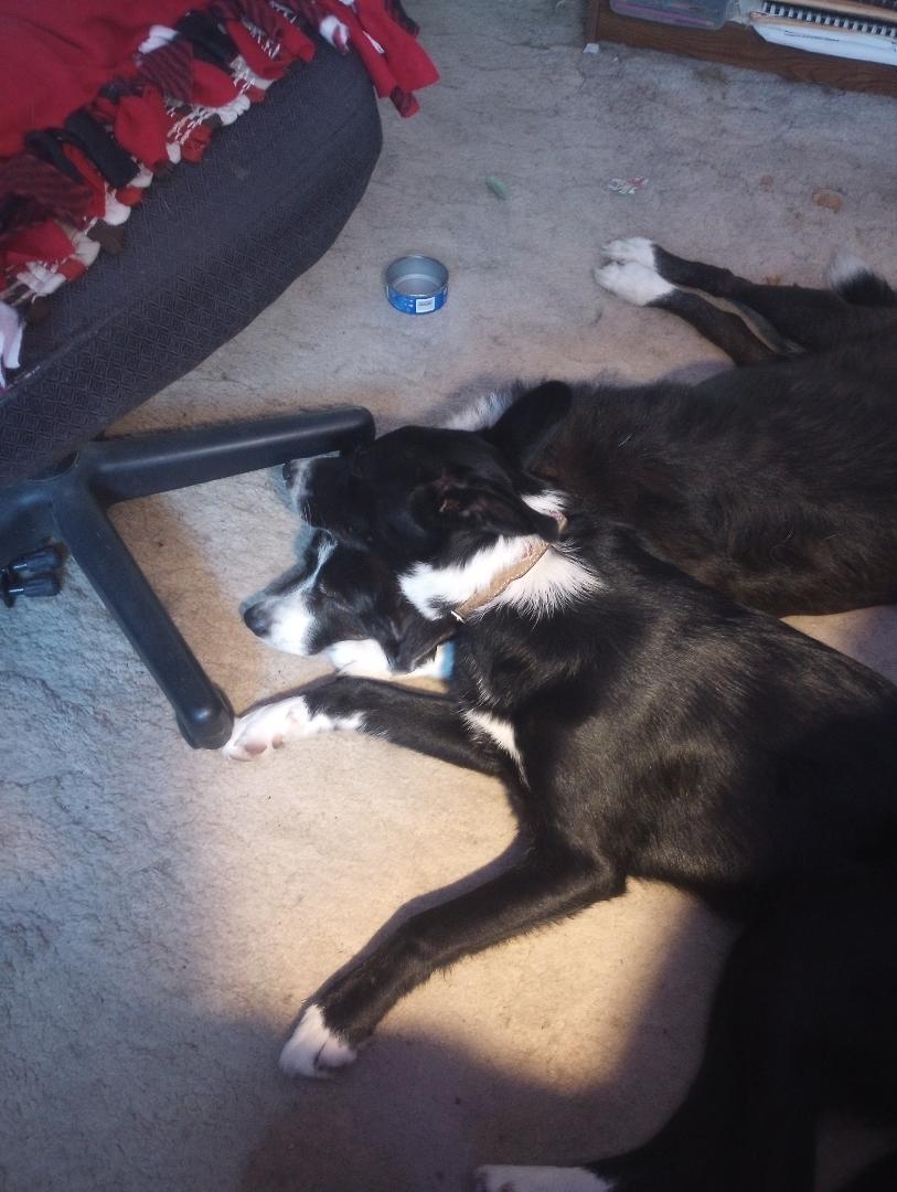 Django and Cash.jpg