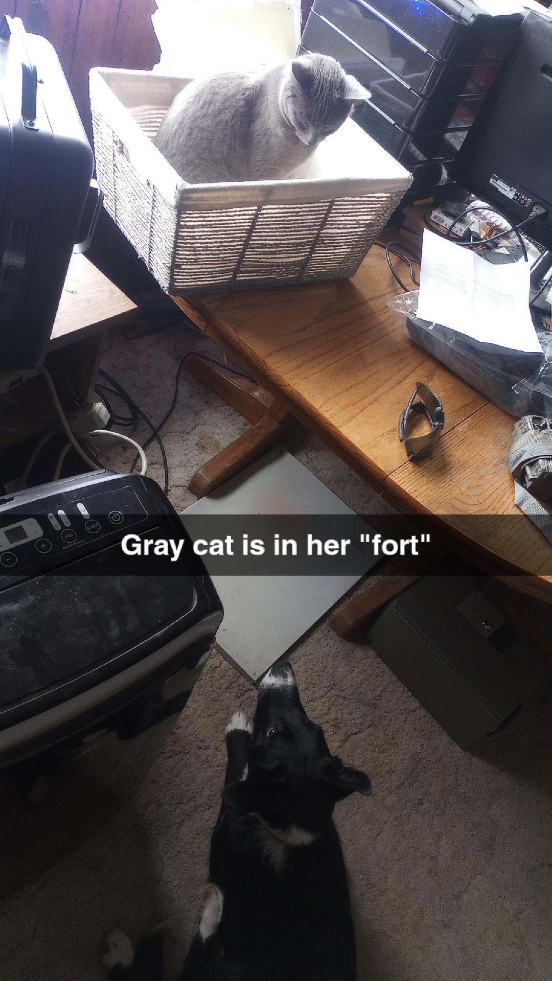 Django and the cat fort.jpg