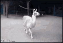 DL.gif